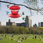 Bee-Proof Hummingbird Feeder with Perch - 470 ml Capacity