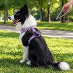 2-in-1 Retractable Dog Harness for Daily Walks – Built-In Leash Vest with Auto-Stop Control for Small & Medium Dogs