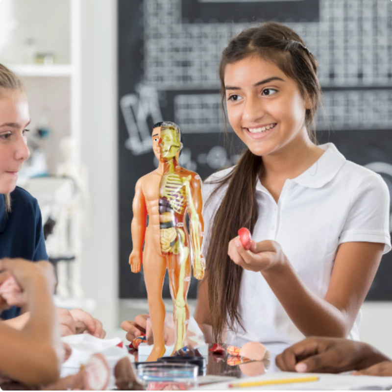 Children's Human Anatomy Model Kit for STEM Learning