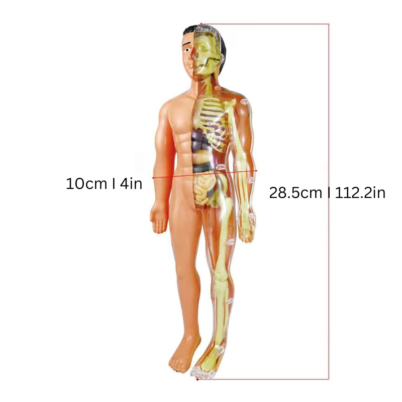 Children's Human Anatomy Model Kit for STEM Learning