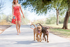 Double Dog Lead – Dual Lead for 2 Dogs with 360° Swivel, Tangle-Free, Reflective – WalkMate