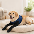 PawGuard Dual Front Leg Recovery Sleeves for Dogs - Cone-Free Anti-Lick Protection for Post-Surgery, Scratching & Sensit
