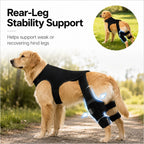 RearGuard Dog Rear Leg Support Brace - Anti-Slip Hind Leg Stability Wrap for Senior Dogs, Hardwood Floors & Recovery Wal